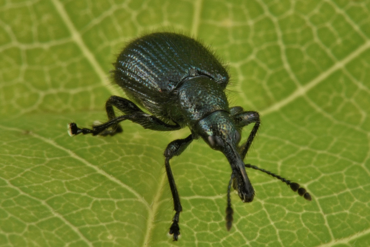 Rhynchitidae: Rhynchites sp?...s.....Involvulus icosandriae (=Rhynchites caeruleus)